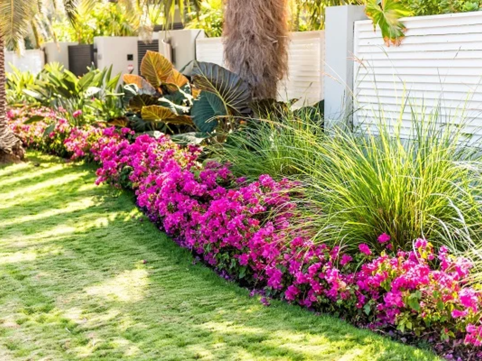 Vibrant landscape featuring blooming pink bougainvillea flowers along a manicured lawn, showcasing lush greenery and ornamental plants, reflecting Urban Landscapes' property revitalization services.