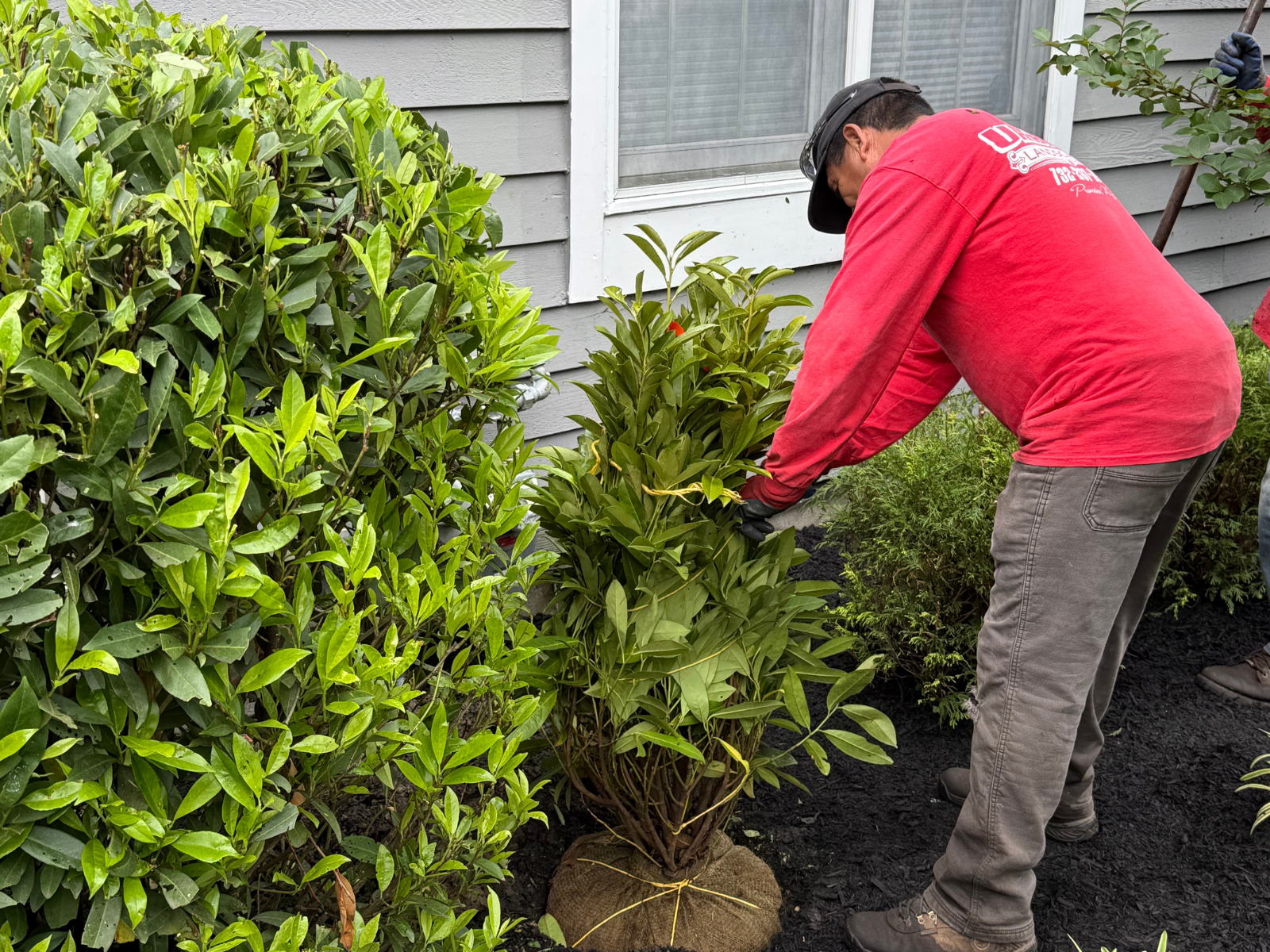Worker carefully planting shrub in landscaped bed, surrounded by healthy greenery and mulch, emphasizing professional plant installation techniques.