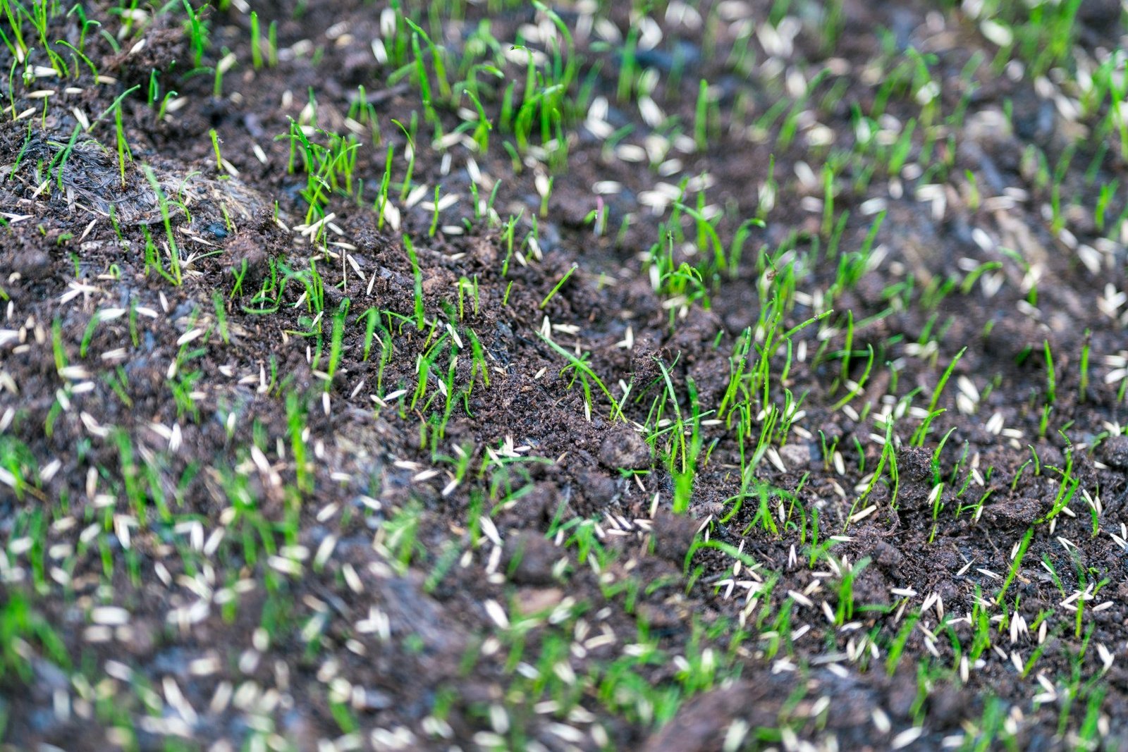 Newly germinated grass seedlings emerging from soil, showcasing fine green shoots among scattered grass seed remnants, emphasizing successful lawn seeding and care techniques.