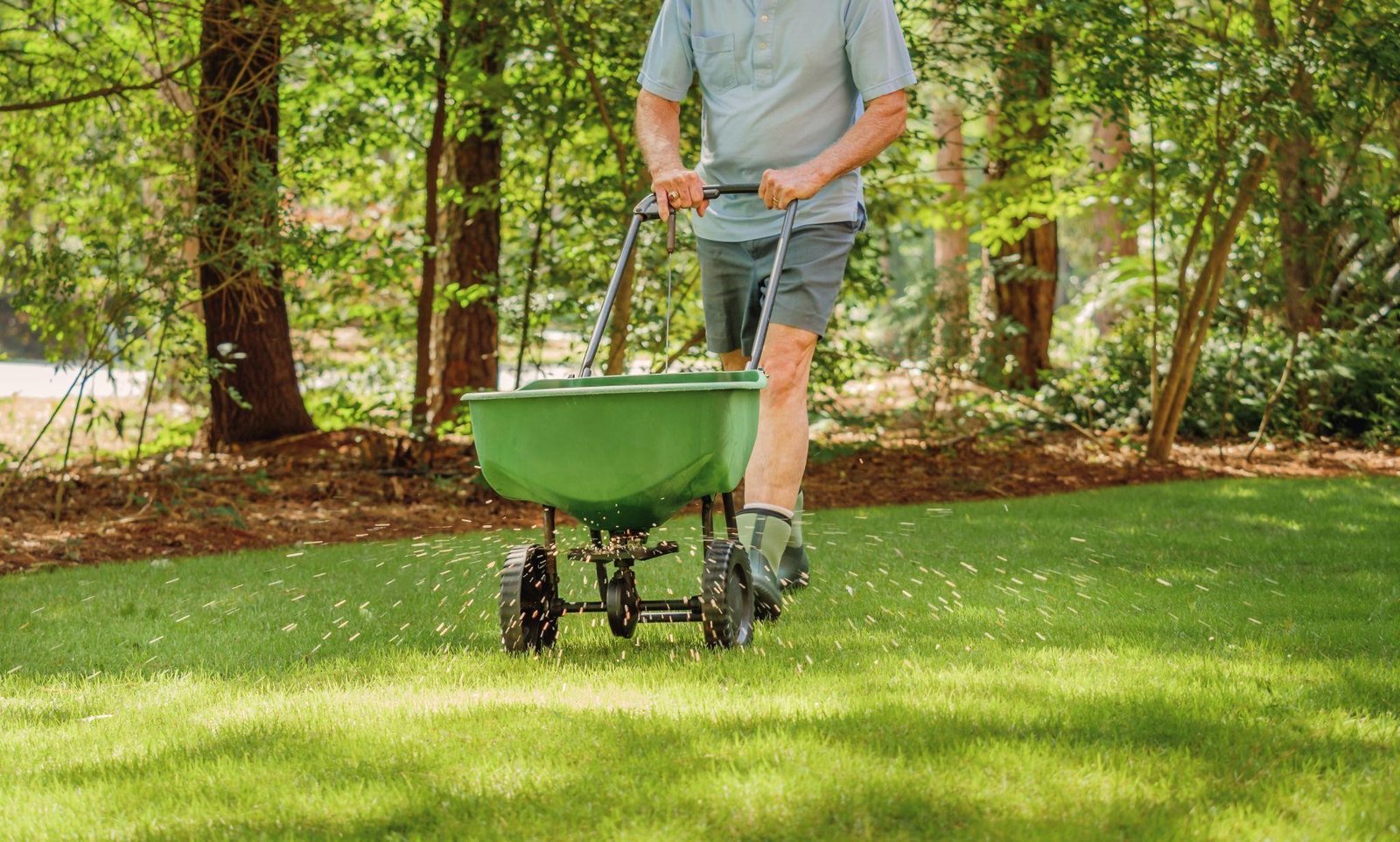 Person using a green broadcast spreader to apply fertilizer on a lush lawn surrounded by trees, illustrating effective lawn care practices for successful seeding and grass establishment.